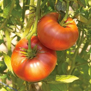 Tomato Brandywine Red