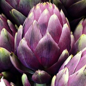 Artichoke Purple Romagna