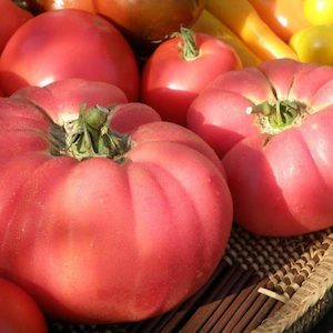 Seed - garden: Tomato Brandywine Pink