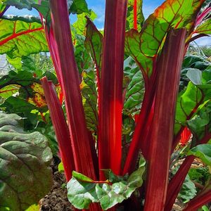 Swiss Chard – Rhubarb Beet