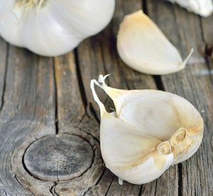 Printanor Garlic