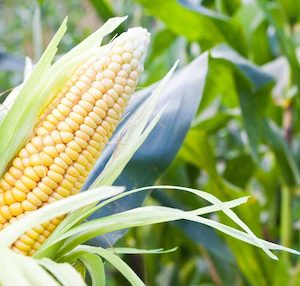 Seed - garden: Corn Sweetcorn