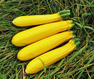 Zucchini Gold Rush