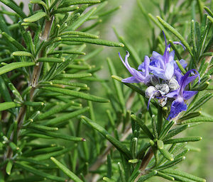 Seed - garden: Herb Rosemary