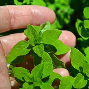 Seed - garden: Herb Sweet Marjoram