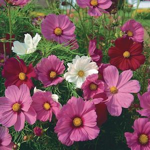 Seed - garden: Flower Cosmos – Sensation Mixture