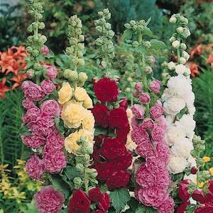 Flower Hollyhock Summer Carnival Mix