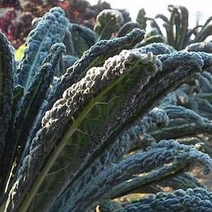 Seed - garden: Kale Black Magic