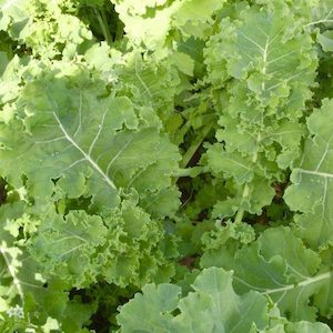 Kale Dwarf Siberian