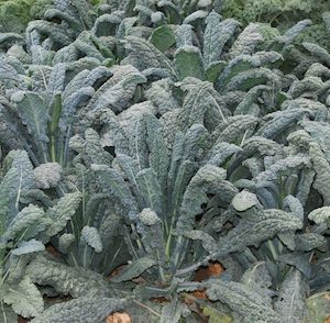 Seed - garden: Kale Lacinato