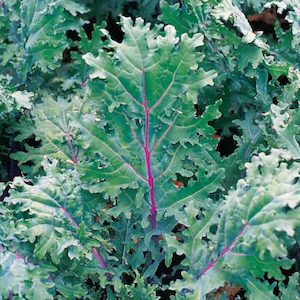 Kale Red Russian