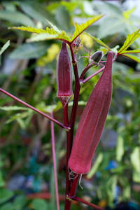 Okra Burgundy Red