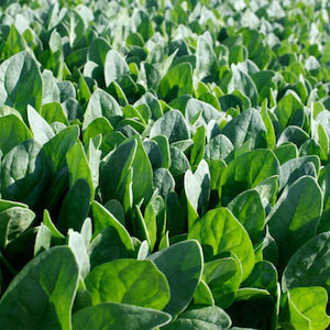 Seed - garden: Spinach Oceanside