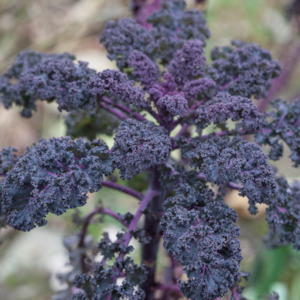 Seed - garden: Kale Scarlet