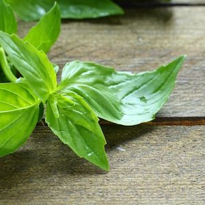 Herb Lemon Basil