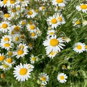 Herb Chamomile German