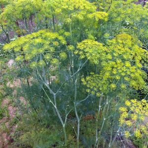 Seed - garden: Herb Dill Mammoth Long Island