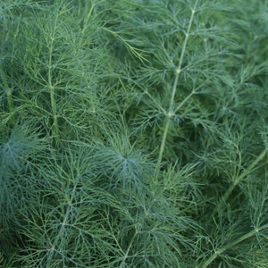 Herb Dukat Dill