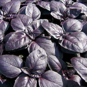 Herb Basil Red Rubin