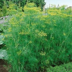 Seed - garden: Herb Dill Bouquet