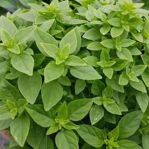 Basil Dwarf Greek