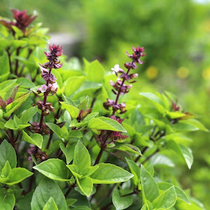 Herb Basil Licorice