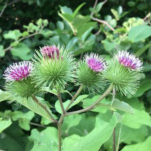 Seed - garden: Herb Burdock Chiko