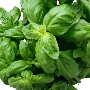 Herb Basil Genovese