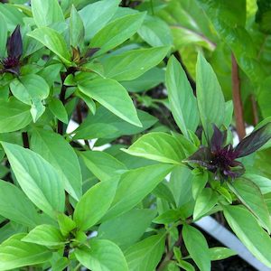 Seed - garden: Herb Basil Thai