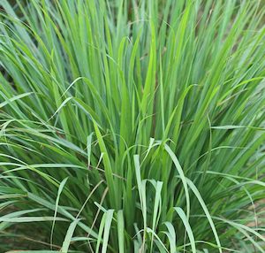 Seed - garden: Herb Lemon Grass