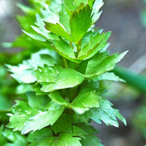 Herb Lovage