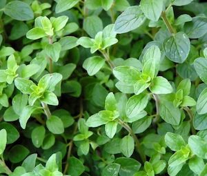 Herb Oregano