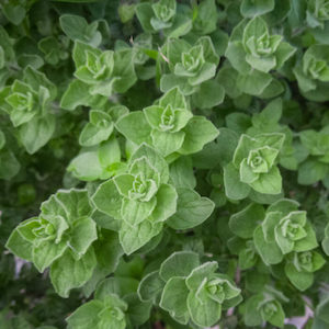 Herb Oregano Greek