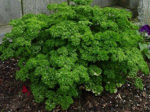 Parsley Evergreen