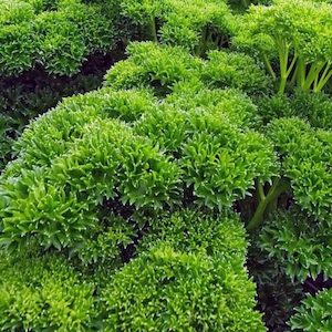 Seed - garden: Parsley Tripled Curled