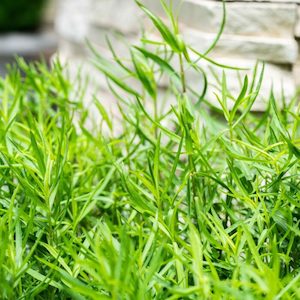 Seed - garden: Herb Tarragon Russian