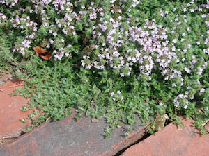 Herb Thyme Common