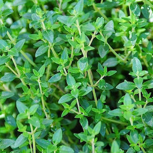 Herb Thyme French Summer