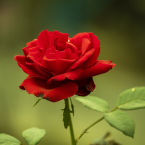 Rose Plant Food Jar