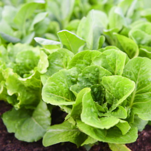 Seed - garden: Leafy Plant Food Box