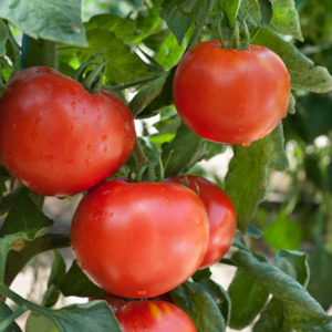 Tomato Plant Food Jar