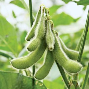 Seed - garden: Bean Soybean Sonya