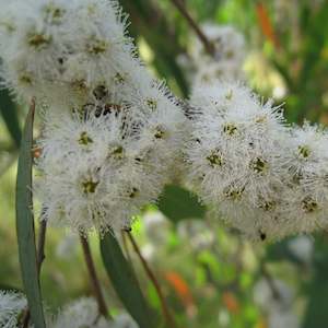 Disinfectants: Eucalyptus Essential Oil