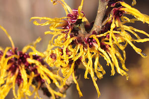 Witch Hazel Extract