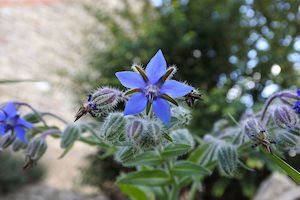 Certified Organic Ingredients: Borage Oil Organic 5L