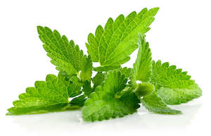 Specials: Peppermint Flavour - Natural 150ml