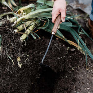 Non-store-based: BAREBONES | SQUARE WALNUT HAND HOE