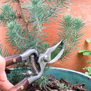 Non-store-based: BURGON & BALL | SECATEURS