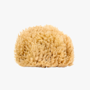 Natural Mediterranean Sea Sponge