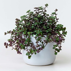 Callisia Bubbles Pot Plant